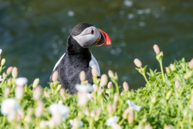 Ireland May 2016 (17)